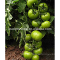 AT451 Jianbao stronger TYLCV disease resistant tomato seeds f1